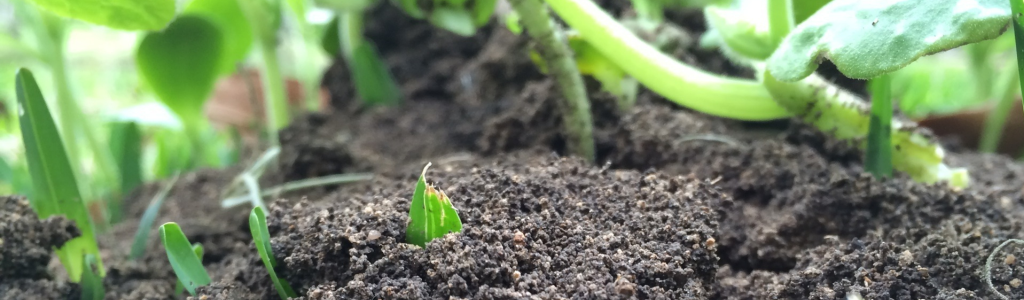 An image of a shoot coming out of healthy soil