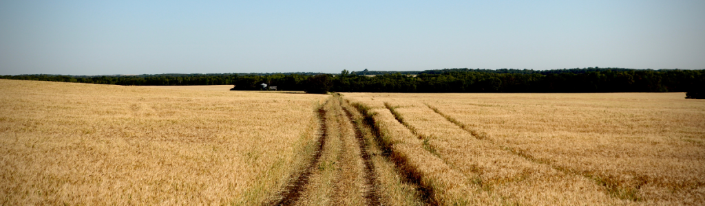 an image of a field of wheat
