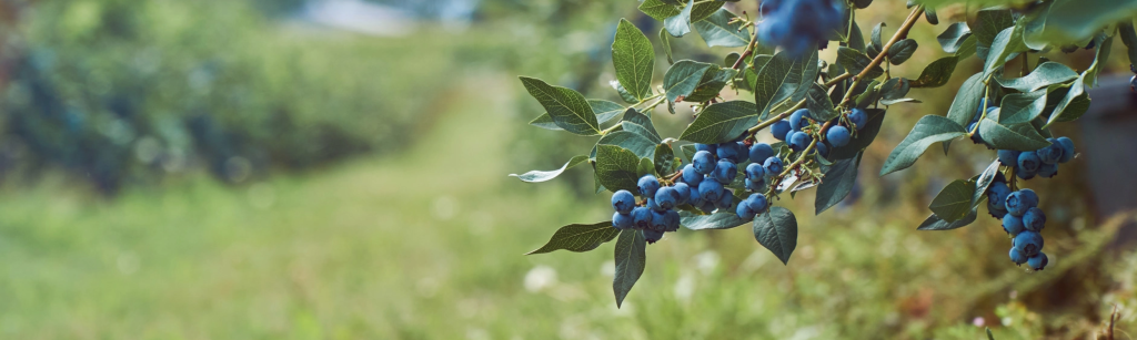 An image of some fruit on a tree