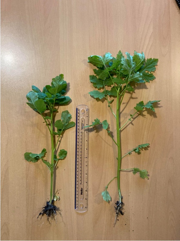 white mustard plants after being sown with microbes
