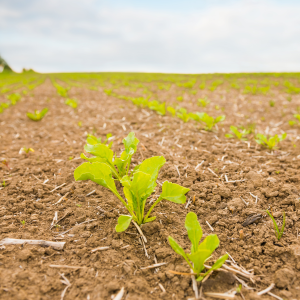 An image of a cabbage growing in a field