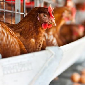 An image of a healthy chicken in a laying station