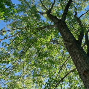 An ash tree photographed from below