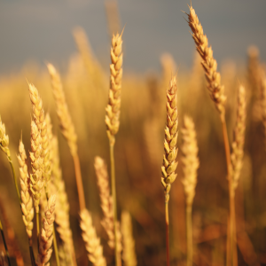 an image of some wheat in the sunlight